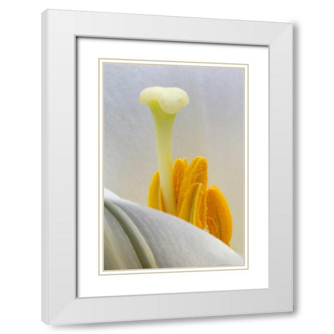 Lily stamen close-up White Modern Wood Framed Art Print with Double Matting by Rotenberg, Nancy