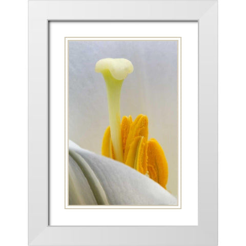 Lily stamen close-up White Modern Wood Framed Art Print with Double Matting by Rotenberg, Nancy