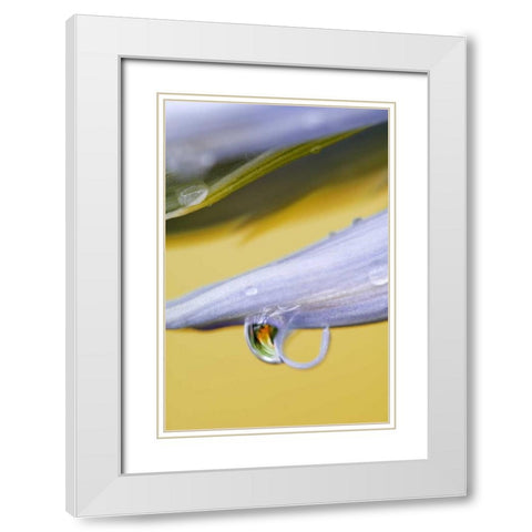 Flower petal with drop and reflection White Modern Wood Framed Art Print with Double Matting by Rotenberg, Nancy