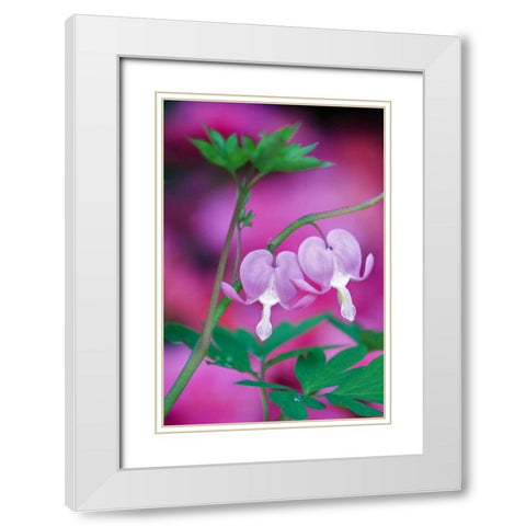 Bleeding Hearts Connecting In Garden White Modern Wood Framed Art Print with Double Matting by Rotenberg, Nancy