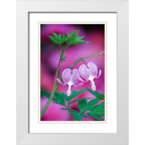 Bleeding Hearts Connecting In Garden White Modern Wood Framed Art Print with Double Matting by Rotenberg, Nancy