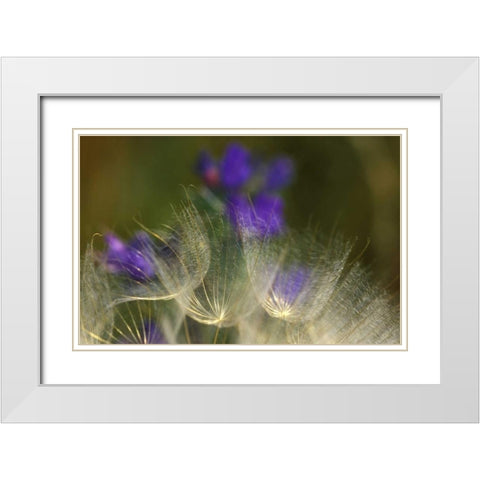 Seedheads blowing in the garden White Modern Wood Framed Art Print with Double Matting by Rotenberg, Nancy