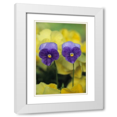 Two Pansy Faces in Garden White Modern Wood Framed Art Print with Double Matting by Rotenberg, Nancy