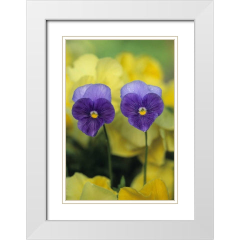 Two Pansy Faces in Garden White Modern Wood Framed Art Print with Double Matting by Rotenberg, Nancy