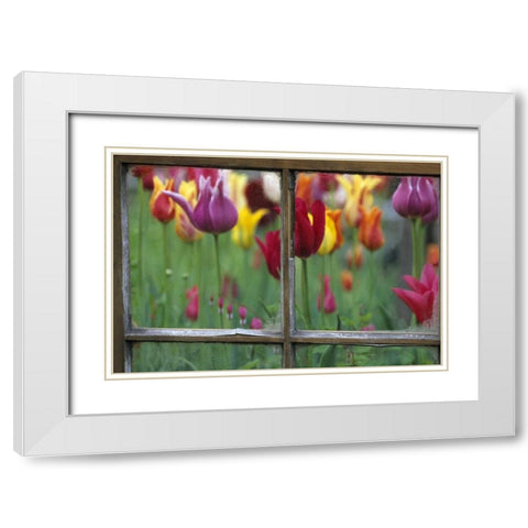 Spring Garden Behind Old window White Modern Wood Framed Art Print with Double Matting by Rotenberg, Nancy