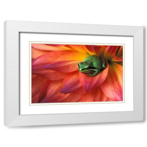 Pacific Chorus frog on dahlia White Modern Wood Framed Art Print with Double Matting by Kirkland, Dennis