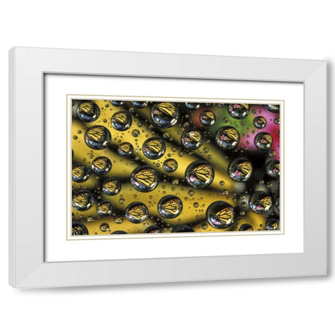 Monarch butterfly reflected in water drops White Modern Wood Framed Art Print with Double Matting by Kirkland, Dennis