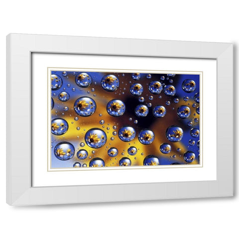 Arrowleaf balsamroot reflected in water drops White Modern Wood Framed Art Print with Double Matting by Kirkland, Dennis