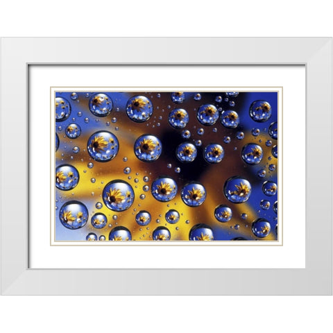 Arrowleaf balsamroot reflected in water drops White Modern Wood Framed Art Print with Double Matting by Kirkland, Dennis
