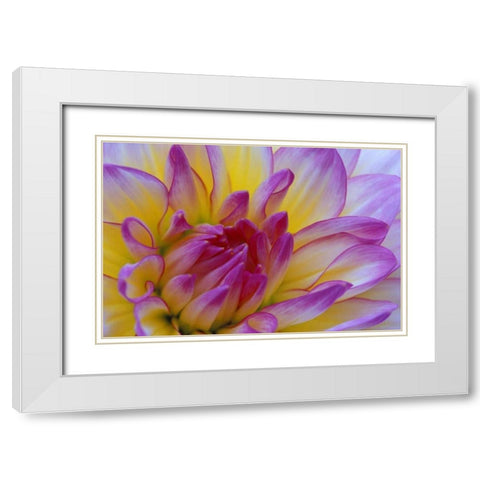 Dahlia close-up White Modern Wood Framed Art Print with Double Matting by Kirkland, Dennis