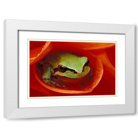 Pacific Chorus frog in dahlia White Modern Wood Framed Art Print with Double Matting by Kirkland, Dennis