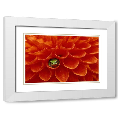 Pacific Chorus frog in dahlia White Modern Wood Framed Art Print with Double Matting by Kirkland, Dennis