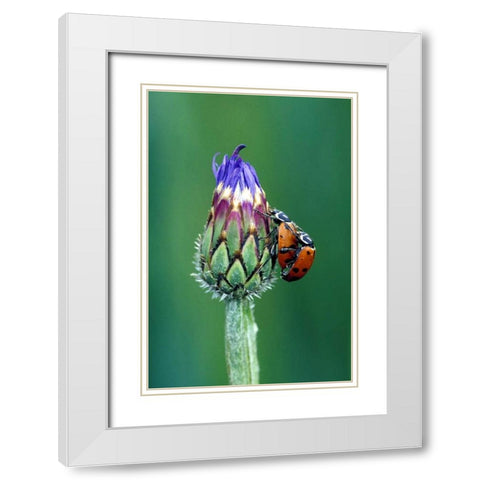 Close-up of mating ladybugs White Modern Wood Framed Art Print with Double Matting by Kirkland, Dennis