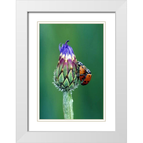 Close-up of mating ladybugs White Modern Wood Framed Art Print with Double Matting by Kirkland, Dennis