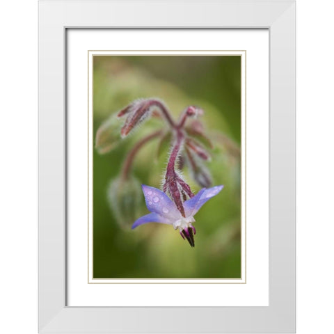 Close-up of a shooting star flower White Modern Wood Framed Art Print with Double Matting by Rotenberg, Nancy