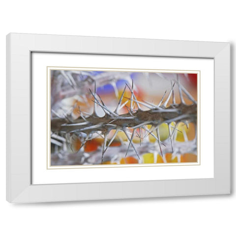 Detail of crown of thorns plant White Modern Wood Framed Art Print with Double Matting by Terrill, Steve