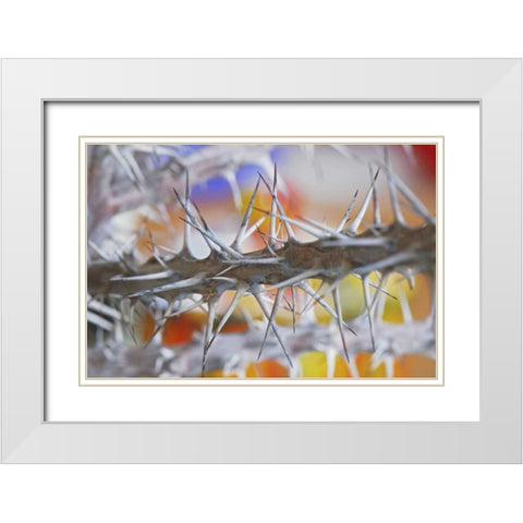 Detail of crown of thorns plant White Modern Wood Framed Art Print with Double Matting by Terrill, Steve