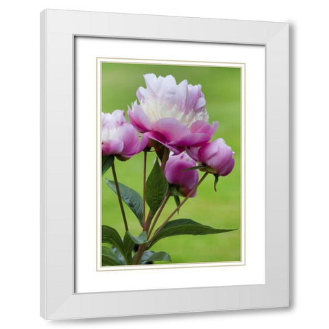 Detail of peony flowers White Modern Wood Framed Art Print with Double Matting by Paulson, Don