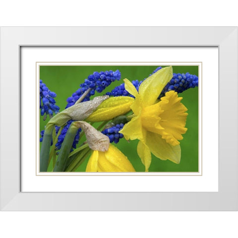 Detail of daffodil and hyacinth flowers White Modern Wood Framed Art Print with Double Matting by Paulson, Don