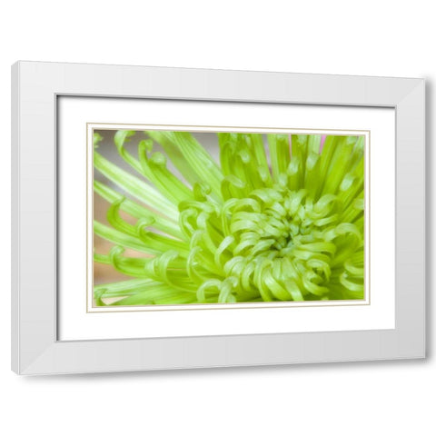Close-up of spider chrysanthemum White Modern Wood Framed Art Print with Double Matting by Paulson, Don