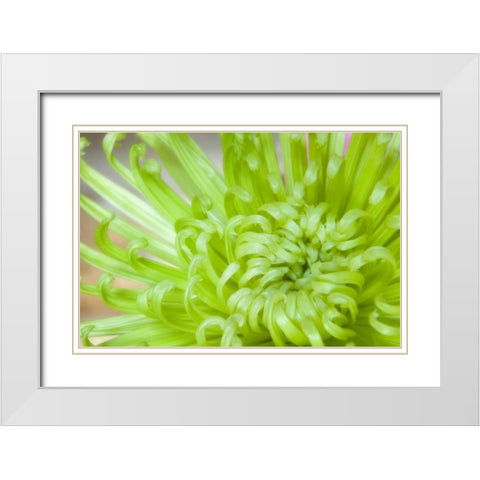 Close-up of spider chrysanthemum White Modern Wood Framed Art Print with Double Matting by Paulson, Don
