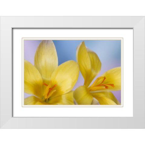 Detail of yellow crocus in spring White Modern Wood Framed Art Print with Double Matting by Paulson, Don