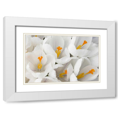 Detail of white crocus in spring White Modern Wood Framed Art Print with Double Matting by Paulson, Don