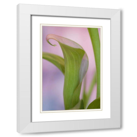 Close-up of calla Lily White Modern Wood Framed Art Print with Double Matting by Paulson, Don