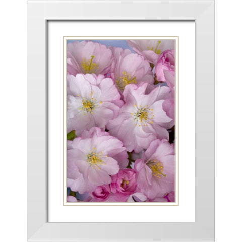 A group of cherry blossoms or sakura in spring White Modern Wood Framed Art Print with Double Matting by Paulson, Don