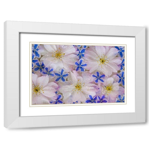 Cherry blossoms and blue flowers with dew White Modern Wood Framed Art Print with Double Matting by Paulson, Don