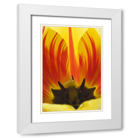 Detail of Rembrandt tulip flower White Modern Wood Framed Art Print with Double Matting by Paulson, Don