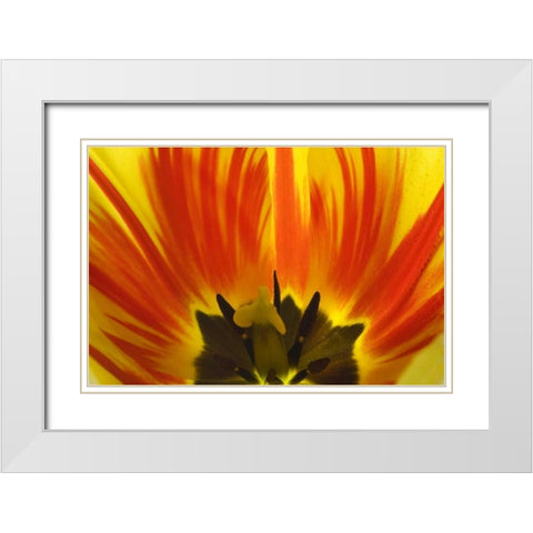 Detail of Rembrandt tulip flower White Modern Wood Framed Art Print with Double Matting by Paulson, Don