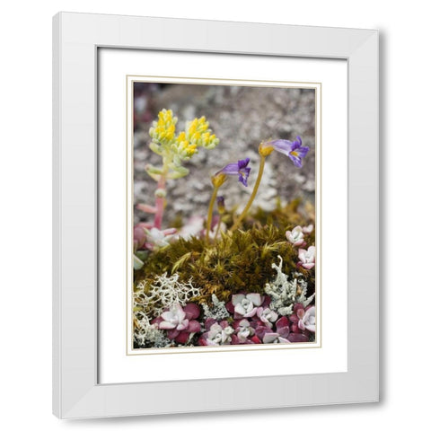 Close up of alpine flowers as ground cover White Modern Wood Framed Art Print with Double Matting by Paulson, Don