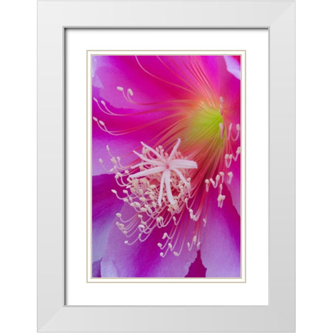 Orchid cactus flower, Epiphyllum ackermannii White Modern Wood Framed Art Print with Double Matting by Paulson, Don