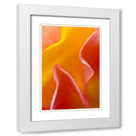 Abstract detail of flower petals White Modern Wood Framed Art Print with Double Matting by Rotenberg, Nancy