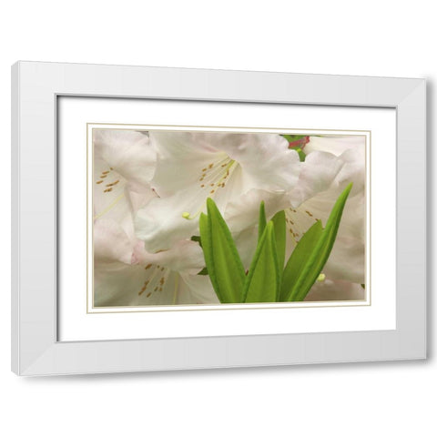 White rhododendron blossoms and leaves White Modern Wood Framed Art Print with Double Matting by Paulson, Don