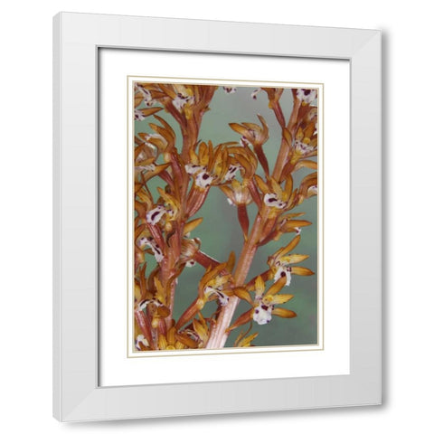 Close-up of spotted coralroot orchid White Modern Wood Framed Art Print with Double Matting by Paulson, Don