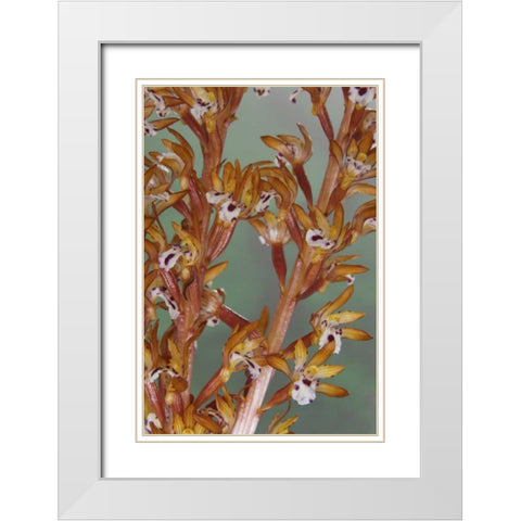 Close-up of spotted coralroot orchid White Modern Wood Framed Art Print with Double Matting by Paulson, Don