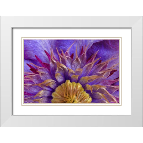 Close-up of part of clematis blossom White Modern Wood Framed Art Print with Double Matting by Paulson, Don