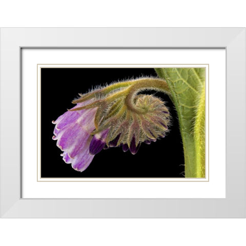 Close-up of borage blossom White Modern Wood Framed Art Print with Double Matting by Paulson, Don