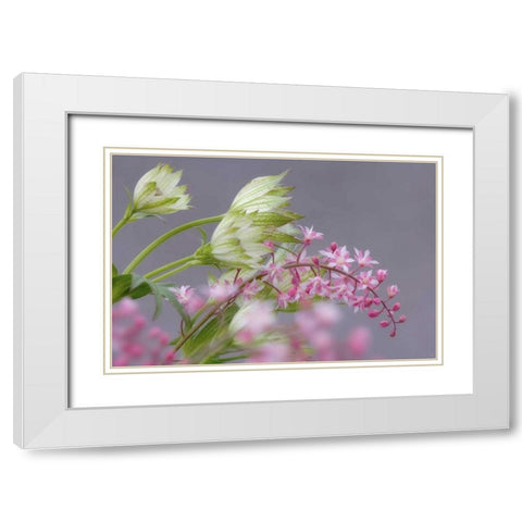 Pink heucherella and green astrantia flowers White Modern Wood Framed Art Print with Double Matting by Paulson, Don