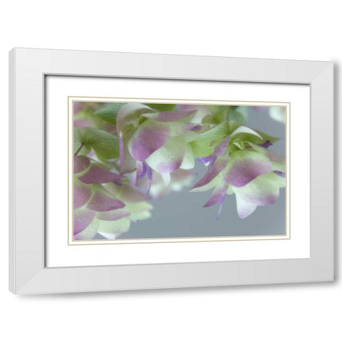 Close-up of ornamental oregano flowers White Modern Wood Framed Art Print with Double Matting by Paulson, Don