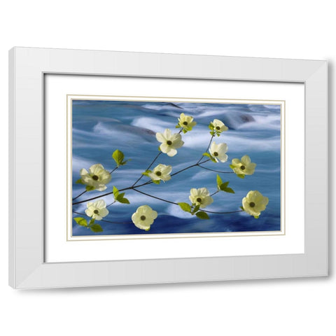 WA, Hood Canal Pacific dogwood blossoms White Modern Wood Framed Art Print with Double Matting by Paulson, Don