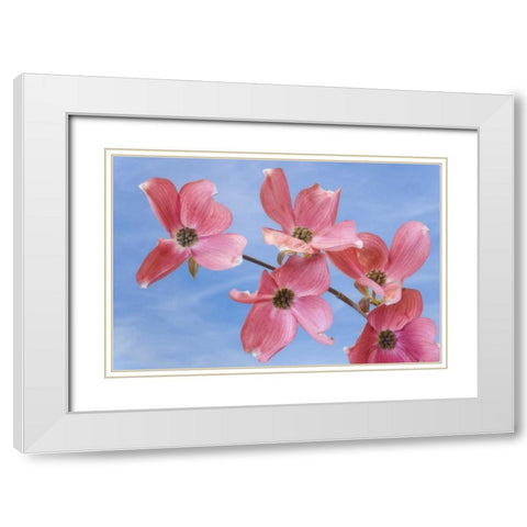 Close-up of pink dogwood flowers White Modern Wood Framed Art Print with Double Matting by Paulson, Don