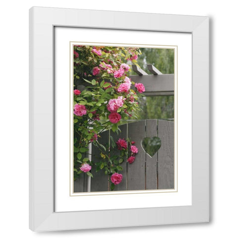 Garden gate with roses growing over it White Modern Wood Framed Art Print with Double Matting by Paulson, Don