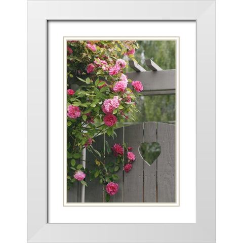 Garden gate with roses growing over it White Modern Wood Framed Art Print with Double Matting by Paulson, Don