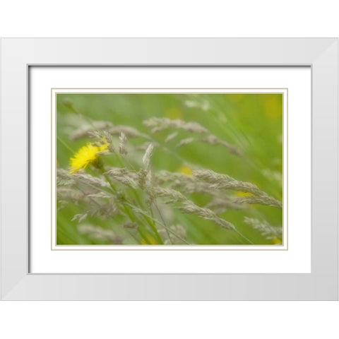 Close-up of dandelion flower and grass seedheads White Modern Wood Framed Art Print with Double Matting by Paulson, Don