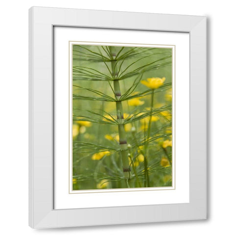 Horsetail plant and buttercup flowers White Modern Wood Framed Art Print with Double Matting by Paulson, Don
