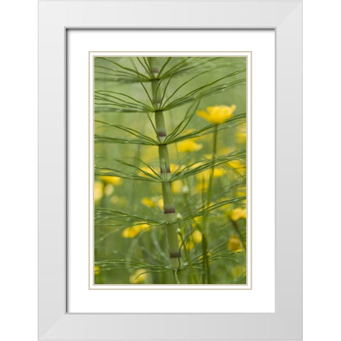 Horsetail plant and buttercup flowers White Modern Wood Framed Art Print with Double Matting by Paulson, Don