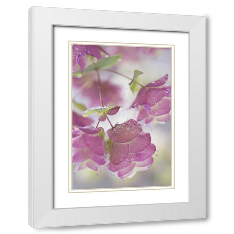 Ornamental oregano plant with dewdrops White Modern Wood Framed Art Print with Double Matting by Paulson, Don